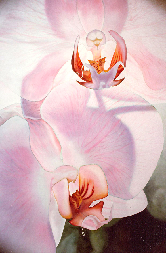Two Pink Orchids